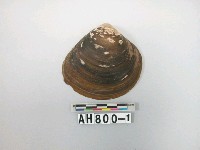 藏品(貝類)的圖片